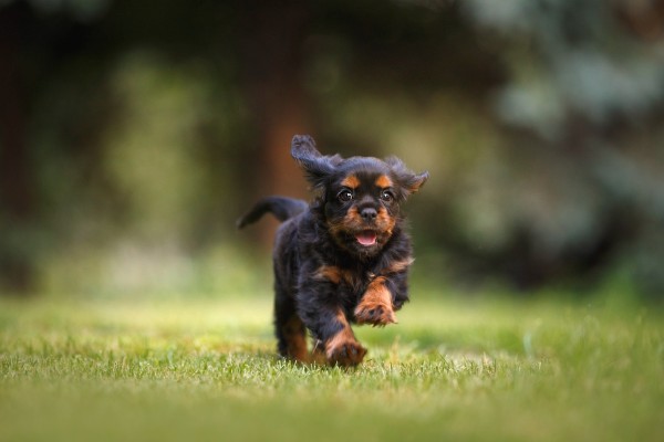 Spaniel running through grass