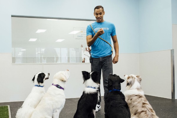 dog daycare coach surrounded by dogs