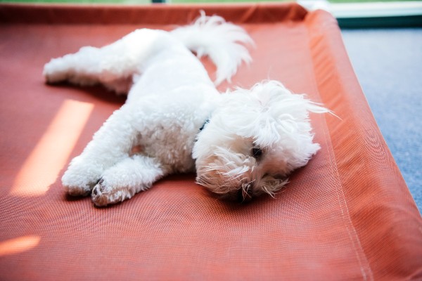 small white dog sleeping