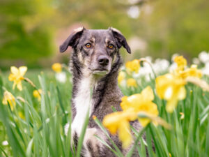 A brown and white dog in a field of yellow flowers