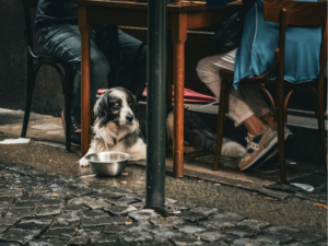 A dog laying between two people who are sitting at a table outside of a cafe