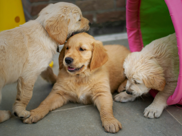 three golden retriever puppies playing with each other