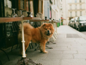 A dog standing outside a restaurant between tables