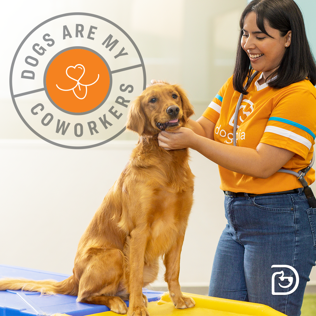 Dog on play equipment being loved on by canine coach