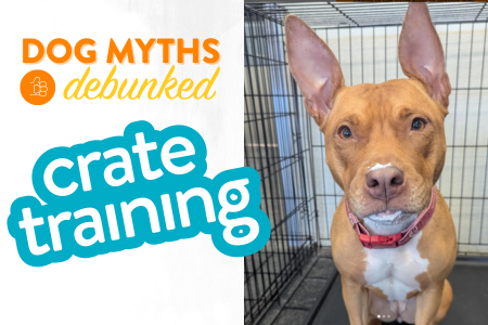 dogtopia Owings Mills crate training