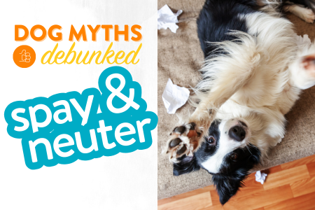 Dog Myths Debunked - safety of spay and neutering