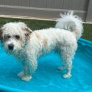 owings mills dogtopia dog of the week toby