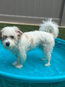 owings mills dogtopia dog of the week toby