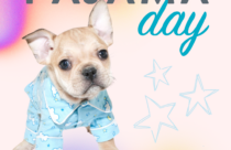 Pajama Day at Dogtopia of Owings Mills