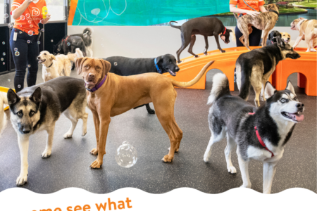 Dogtopia Owings Mills Open House