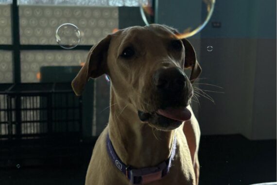 Safe Play | No Toys | Bubbles | Dogtopia of Owings Mills