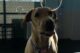 Safe Play | No Toys | Bubbles | Dogtopia of Owings Mills