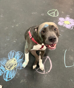 Dogtopia of Owings Mills | Dog Daycare & Boarding