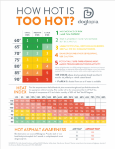 How Hot is Too Hot | Summer Safety Tips | Dogtopia of Owings Mills