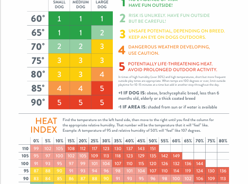 How Hot is Too Hot | Summer Safety Tips | Dogtopia of Owings Mills