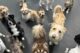 Toybox Room | Dogtopia of Owings Mills