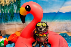 Spring Break Fun at Dogtopia