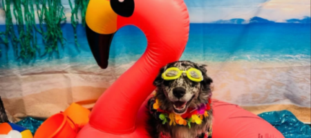 Spring Break Fun at Dogtopia