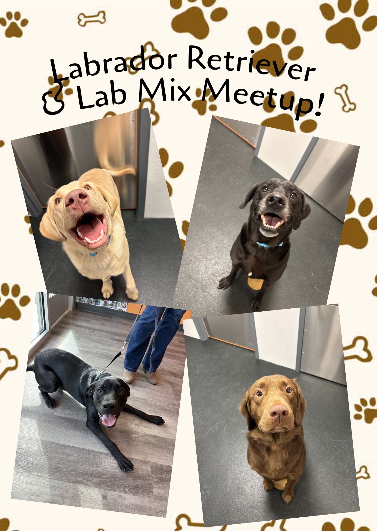 Labrador Retriever and Lab Mix Meet Up - Farragut