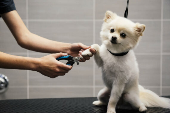 how often should you groom your dog