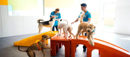 is dog daycare right for my dog