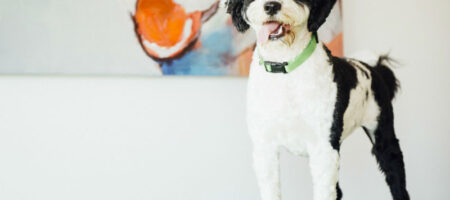 why dogs left alone all day need daycare