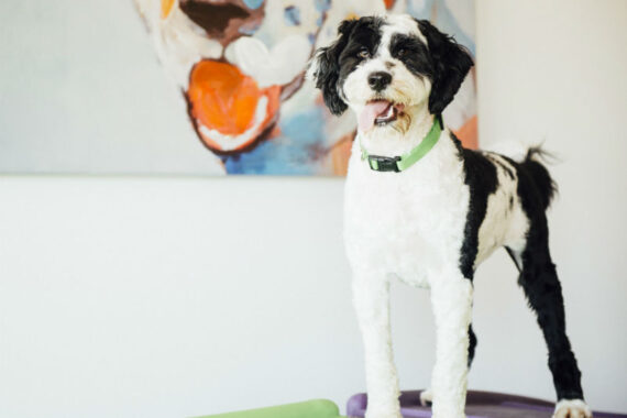 Black and white dog standing alert on play equipment
