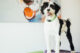 Black and white dog standing alert on play equipment