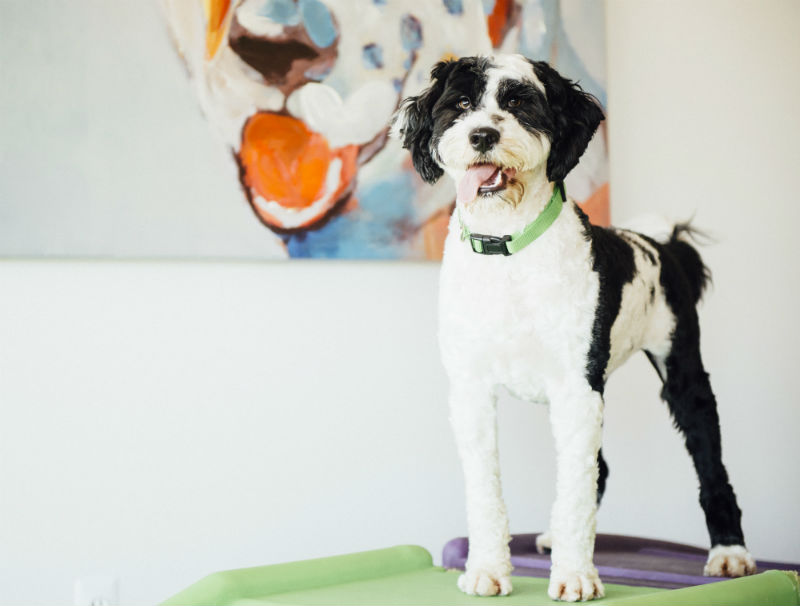 Black and white dog standing alert on play equipment