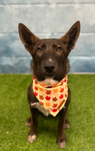 Baby - Avon Founding Dog