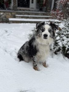 Jett - Avon Founding Dog