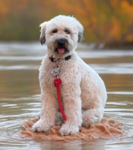 Molly - Avon Founding Dog