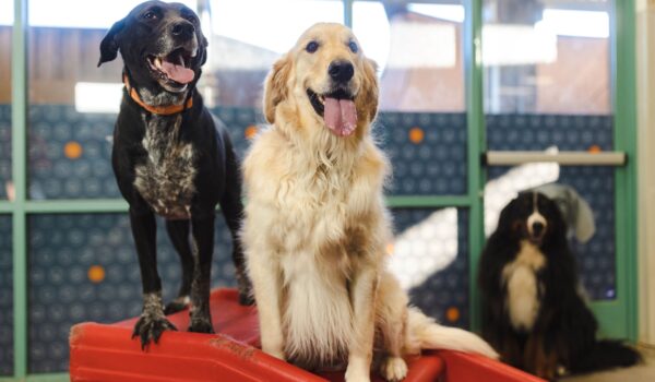Dogtopia of Naperville's Founders Offer