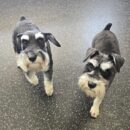 Image of two nearly identical miniature Schnauzer. Both named Molly