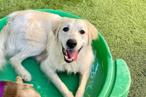 Dog in a pool out side in the summer