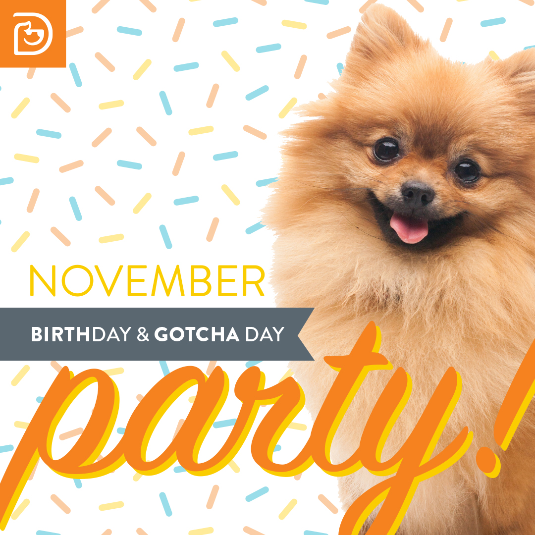 November Birthday Party Dulles
