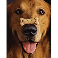 International Dog Biscuit Appreciation Day