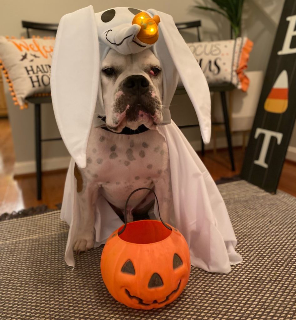 Dog Daycare, Spa, Boarding Chantilly Dogtopia Dulles