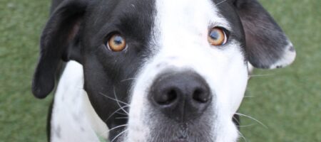 dog separation anxiety symptoms