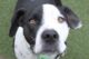 dog separation anxiety symptoms