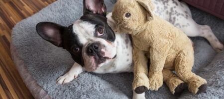 how does dog boarding work