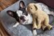 how does dog boarding work