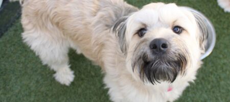 dog friendly getaways northern virginia