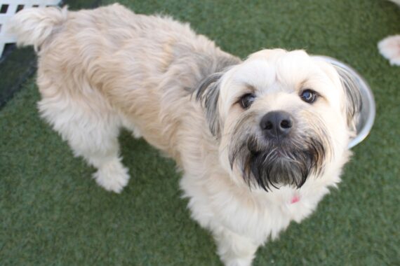 dog friendly getaways northern virginia