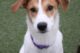 dog friendly restaurants chantilly va