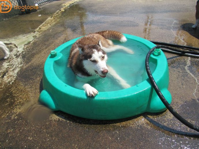 Dog Grooming USA | Dog Daycare & Boarding
