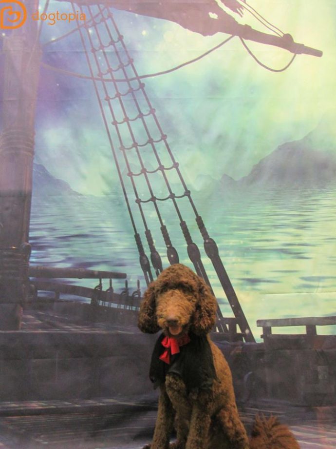 Dog Grooming USA | Dog Daycare & Boarding