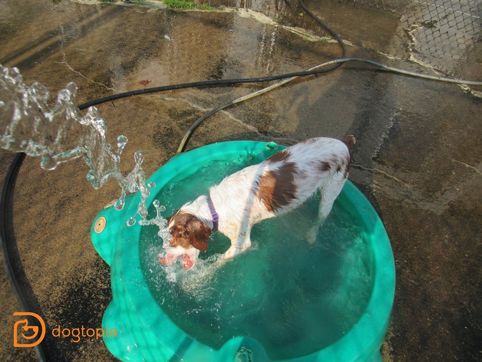 splish splash doggy daycare and spa