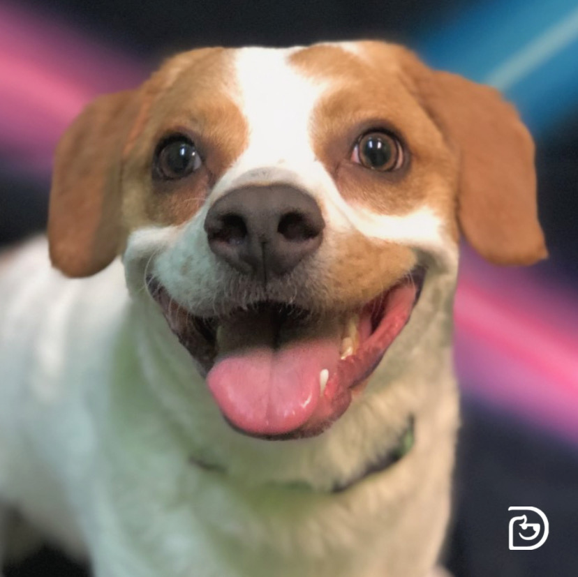 Dog Daycare, Spa, Boarding Woodbridge Dogtopia Woodbridge