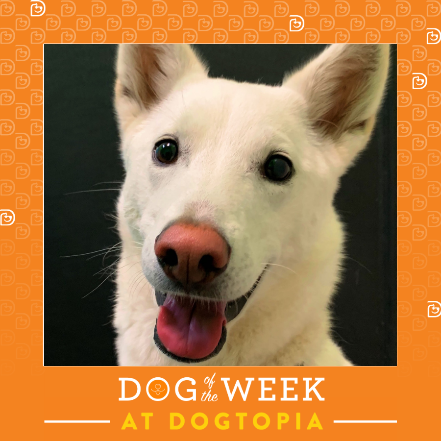 Dog Daycare, Spa, Boarding Woodbridge Dogtopia Woodbridge